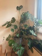 Mooie grote gezonde Monstera plant incl pot, Huis en Inrichting, Kamerplanten, Overige soorten, In pot, 150 tot 200 cm, Groene kamerplant