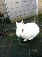 Gratis afhalen: konijn met hok, Vrouwelijk