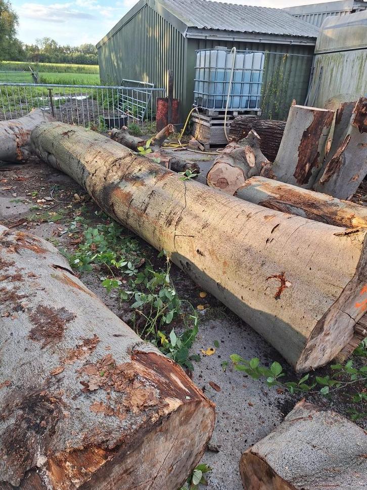 boomstammen beuk en eiken, Doe-het-zelf en Verbouw, Hout en Planken, Overige typen, Overige houtsoorten, 300 cm of meer, 50 mm of meer