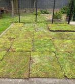 Sedum matten voor tuin of groen dak op, Ophalen of Verzenden, Zomer, Overige soorten, Volle zon