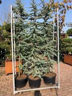 Blauwe Atlas Ceder, Cedrus libani 'Glauca' VOOR € 99,5, Tuin en Terras, Planten | Bomen, Ophalen, Volle zon, Overige soorten, Minder dan 100 cm