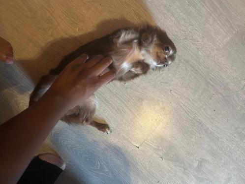 Onze kleine vriend, Dieren en Toebehoren, Honden | Chihuahua's en Gezelschapshonden, Reu, Chihuahua, Particulier, Eén hond, Nederland