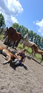 Bijrijder aangeboden/verzorg paardje gezocht, Dieren en Toebehoren, Paarden en Pony's | Verzorgingsproducten, Ophalen