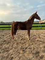 2 jarige tuigpaard merrie, Merrie, Minder dan 160 cm, Met stamboom, 0 tot 2 jaar