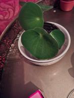 Regendruppelplant Pilea Peperomioides, Overige soorten, Vaste plant, Ophalen of Verzenden, Bloeit niet