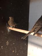 Mexicaanse roodmus, Dieren en Toebehoren, Vogels | Overige Vogels, Vrouwelijk