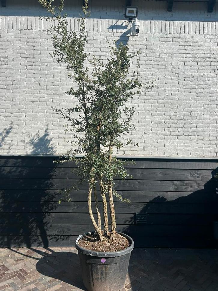 Meerstammige kurkeik quercus suber, Tuin en Terras, Planten | Bomen, Overige soorten, Halfschaduw, Bloeit niet, Ophalen