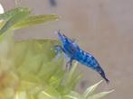 Bleu velvet / blauwe garnalen, Dieren en Toebehoren, Vissen | Aquariumvissen, Kreeft, Krab of Garnaal
