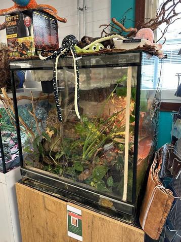 Terrarium met tricolor kikkers beschikbaar voor biedingen