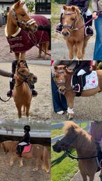 Gezocht: 5 sterren huisje voor lieve kinder shetlander, Ruin, A pony (tot 1.17m), Recreatiepony, 11 jaar of ouder