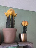 Cactussen , de grote van steen de kleine van plastic, Ophalen of Verzenden, Zo goed als nieuw