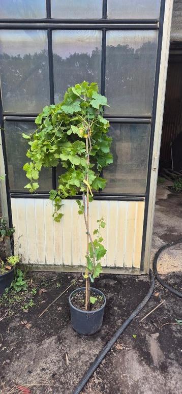 Druif Vitis da bianca beschikbaar voor biedingen