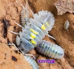 Armadillidium granulatum Magic Potion isopods / pissebedden, Dieren en Toebehoren, Insecten en Spinnen, Overige soorten