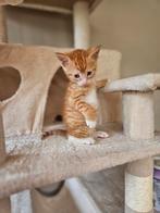 Lief rood katertje zoekt een gouden mandje, Dieren en Toebehoren, Katten en Kittens | Overige Katten, Kater, Kortharig, 0 tot 2 jaar