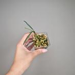 Hoya Yvesrocheri, Overige soorten, Minder dan 100 cm, Bloeiende kamerplant, Halfschaduw