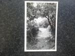 NIEUW HELVOET  Doorkijk in duinen 1956, Ophalen of Verzenden, 1940 tot 1960, Zuid-Holland
