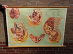 Oud anatomisch Schoolplaat in verwachting baby vrouw organen, Natuur en Biologie, Ophalen of Verzenden