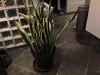 Enorme Sanseveria, Ophalen, Halfschaduw, Minder dan 100 cm