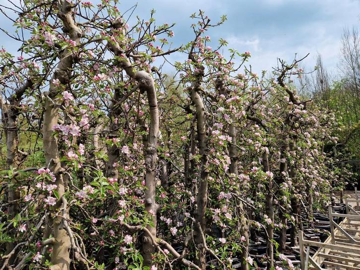 Oude Elstar Appelboom - 25 jaar oud, Tuin en Terras, Planten | Struiken en Hagen, Struik, Overige soorten, 100 tot 250 cm, Ophalen