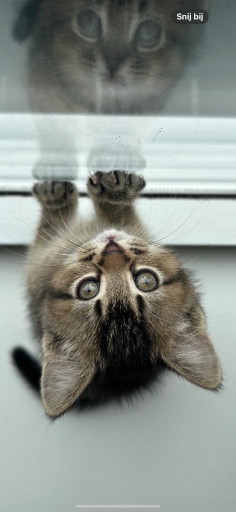Super lieve Britse korthaar kittens ️, Dieren en Toebehoren, Katten en Kittens | Raskatten | Korthaar, Kater, 0 tot 2 jaar, Met stamboom