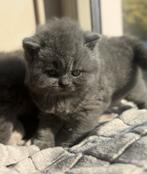 TOP britse korthaar kittens blauw️ ❤️, Dieren en Toebehoren, Katten en Kittens | Raskatten | Korthaar, Meerdere dieren, Ontwormd
