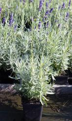 Lavendel in p9 pot, Ophalen, Overige soorten, Volle zon