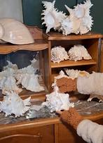 Grote schelpen melo murex en bursa, Nieuw, Ophalen of Verzenden, N, H