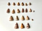 🐚 Collectie CONUS schelpen diverse schelp verzameling, Verzamelen, Schelp(en), Ophalen of Verzenden