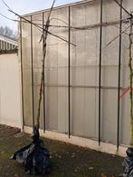 Dakplataan Platanus hispanica, Ophalen, Volle zon, Overige soorten, 100 tot 250 cm