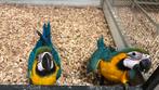 Blauw gele ara 2025 Süper tamme, Dieren en Toebehoren, Vogels | Parkieten en Papegaaien, Meerdere dieren, Papegaai, Pratend