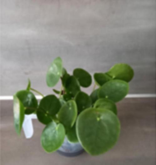 Pannenkoekplant Stekje, Huis en Inrichting, Kamerplanten, Overige soorten, Minder dan 100 cm, Groene kamerplant, Halfschaduw, Ophalen of Verzenden