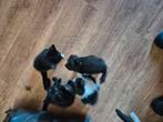 2 jonge poesjes te koop, Dieren en Toebehoren, Katten en Kittens | Overige Katten