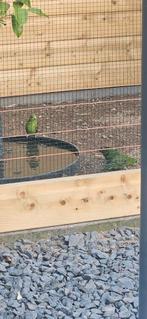 2 koppels catharina parkieten!, Dieren en Toebehoren, Vogels | Parkieten en Papegaaien, Meerdere dieren, Parkiet