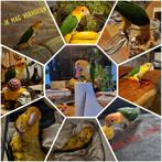 Tamme roestkop man, Dieren en Toebehoren, Vogels | Parkieten en Papegaaien, Mannelijk, Papegaai, Geringd