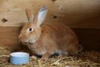 Vlaamse reus, Dieren en Toebehoren, Konijnen, Vrouwelijk, Groot, 0 tot 2 jaar