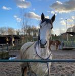 Gratis (oefen) Paardencoach sessies!, Dieren en Toebehoren, Ophalen, Nieuw, Overige soorten