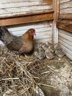 Kip met 9 kuikentjes, Vrouwelijk, Kip