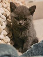 Britsekorthaar kitten, Ontwormd