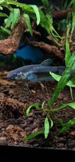 Wilde betta Ocellata f1, Dieren en Toebehoren, Vis, Zoetwatervis