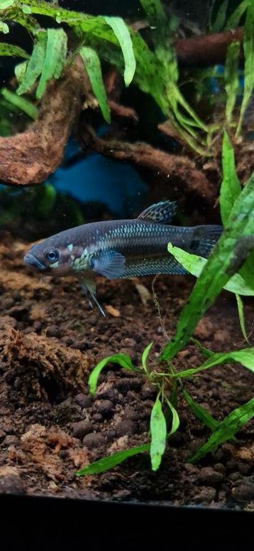 Wilde betta Ocellata f1 beschikbaar voor biedingen
