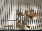 Orb zwb zebravinken 1-2, Dieren en Toebehoren, Meerdere dieren, Tropenvogel, Geringd