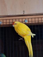 Diverse  koppels kakariki's, Dieren en Toebehoren, Vogels | Parkieten en Papegaaien, Meerdere dieren, Parkiet