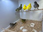 Verschillende Fife fancy vogels, Dieren en Toebehoren, Vogels | Kanaries, Meerdere dieren, Postuurkanarie