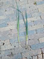 Prei planten, Tuin en Terras, Planten | Tuinplanten, Ophalen of Verzenden, Zomer, Volle zon