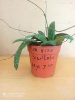 hoya sigillata potmaat 12 nummer H1210, Ophalen of Verzenden, Overige soorten, Minder dan 100 cm