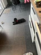 maltipoo 5 maanden oud, Rabiës (hondsdolheid), 15 weken tot 1 jaar, Eén hond, Nederland
