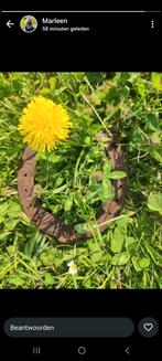 GEZOCHT: Weide/kavel/perceel voor paarden, Stalling, 4 paarden of pony's of meer