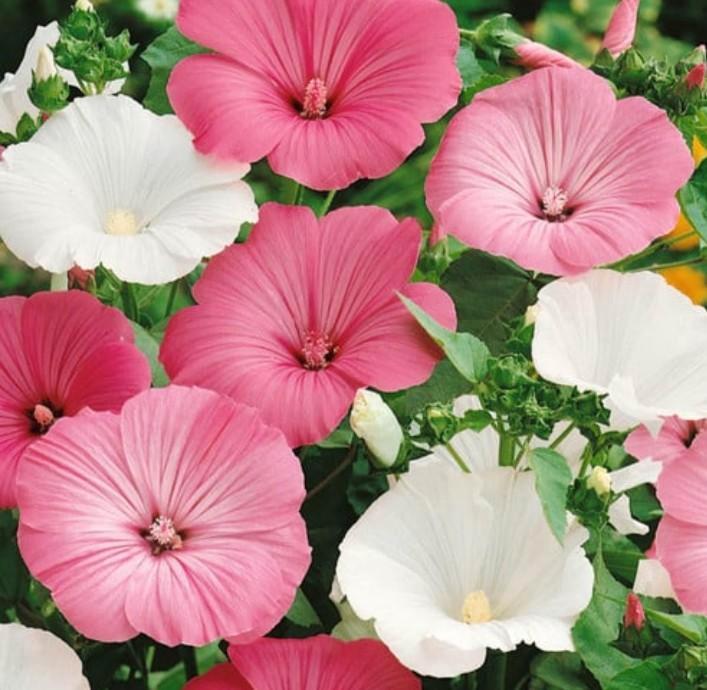 Zaden Lavatera Trimestris gemengd, Tuin en Terras, Bloembollen en Zaden, Volle zon, Verzenden