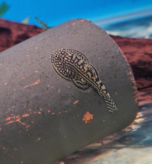 swellia lineolata (steenkruiper), Dieren en Toebehoren, Vissen | Aquariumvissen, Zoetwatervis, Vis