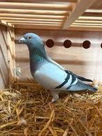 Kweekdoffer, Dieren en Toebehoren, Mannelijk, Postduif